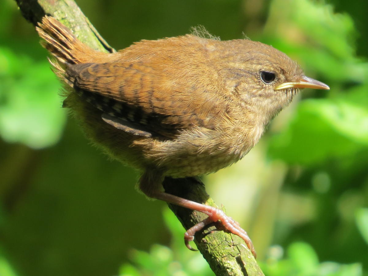 5 Young Wren | Friends of Childwall Woods and Fields