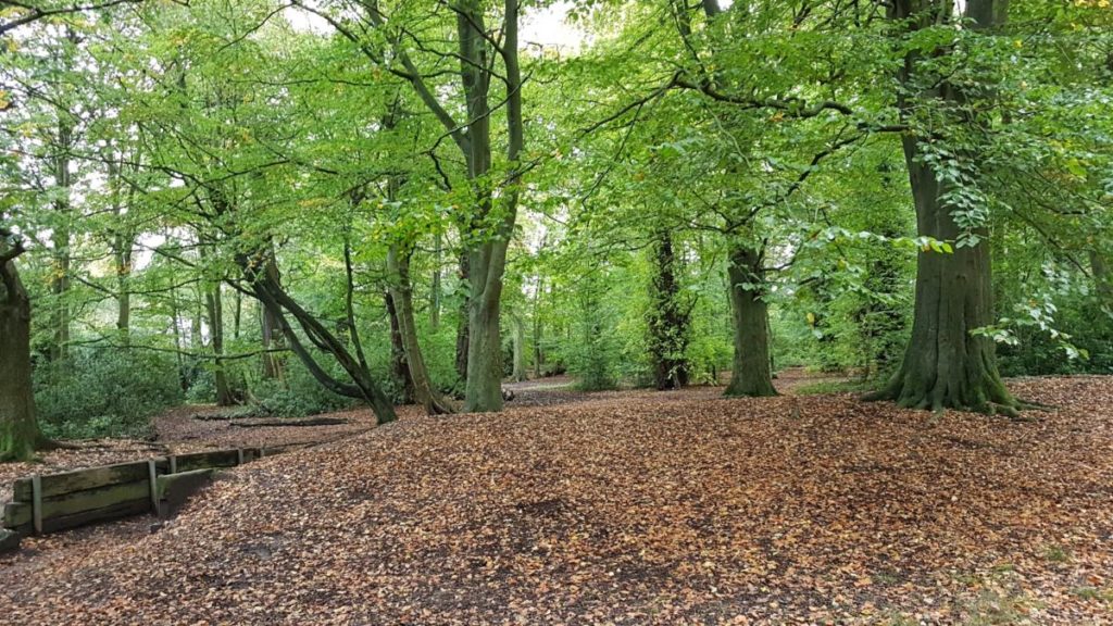 Autumn woods by carriageway | Friends of Childwall Woods and Fields